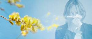 An image of yellow flowers blowing pollen toward a woman as she blows her nose