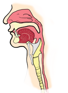 A graphical image of the throat and larynx